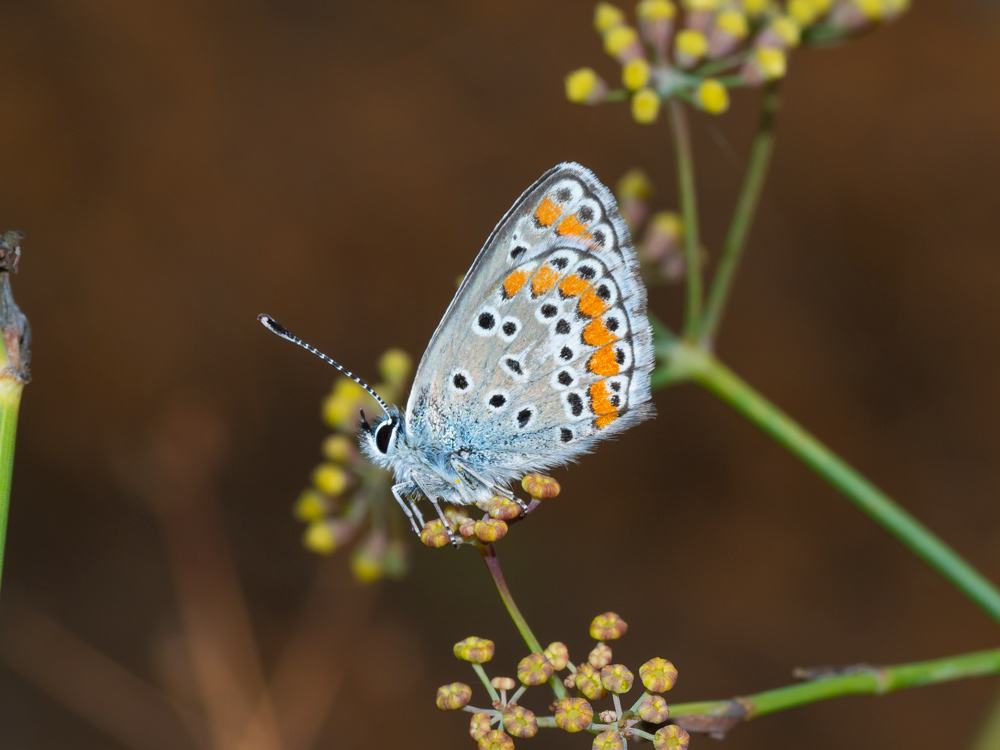 Lycaenidae da identificare