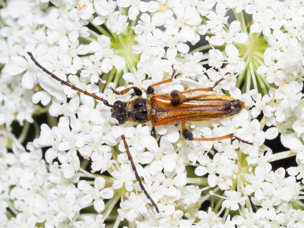 Oedemera podagrariae? No, cerambycidae: Stenopterus ater, maschio