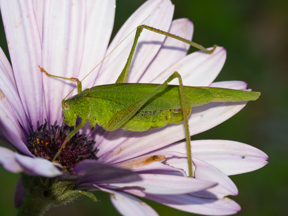 Phaneroptera nana?
