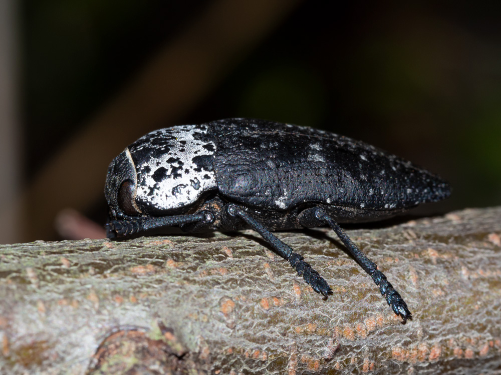 Buprestidae: Capnodis tenebrionis? S.