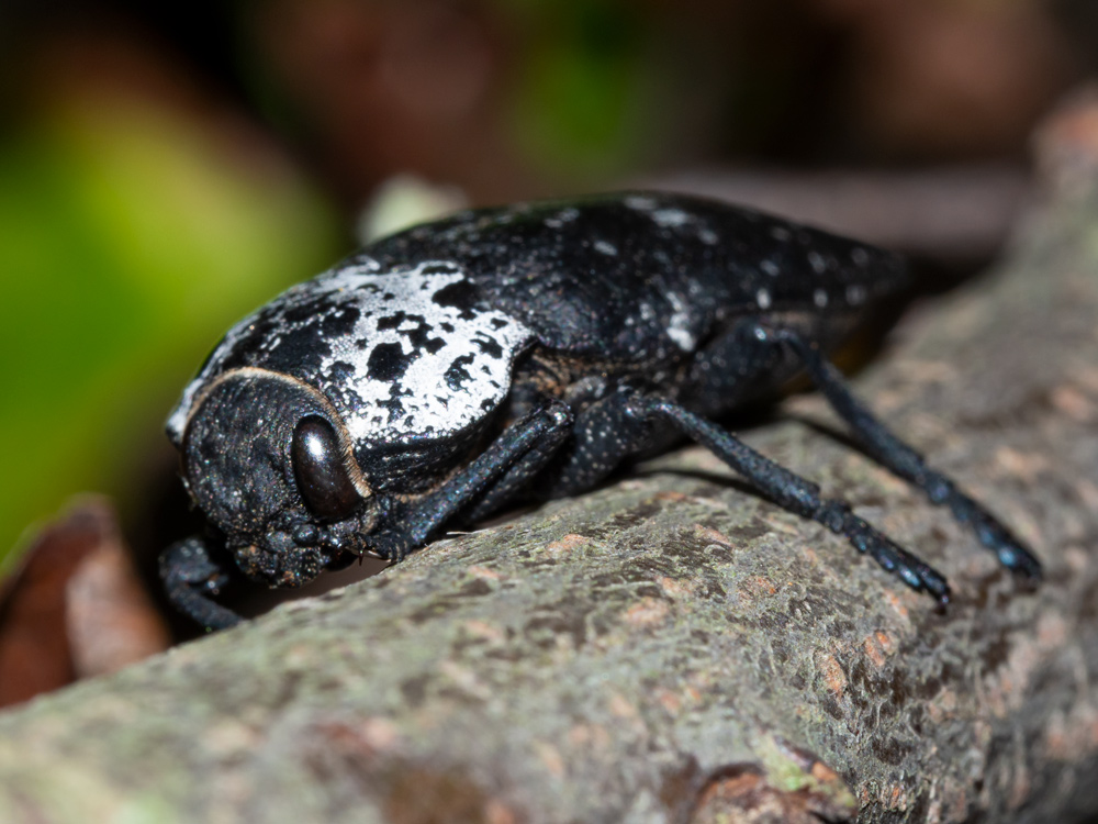 Buprestidae: Capnodis tenebrionis? Sì.