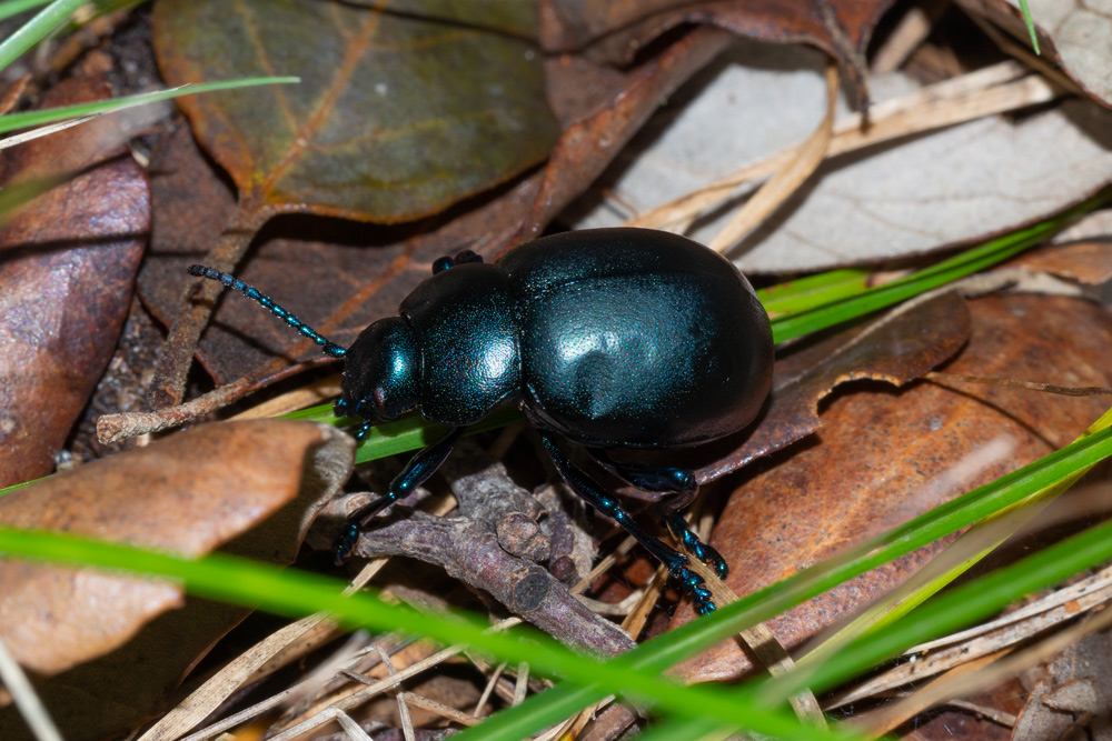 Chrysomelidae: Timarcha nicaeensis? S.