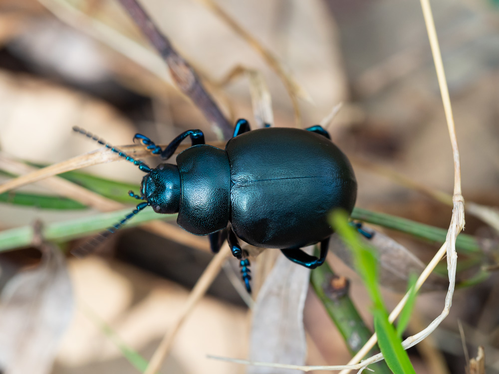 Chrysomelidae: Timarcha nicaeensis? S.