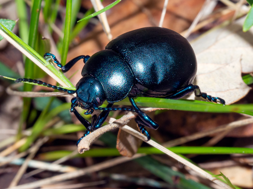 Chrysomelidae: Timarcha nicaeensis? S.