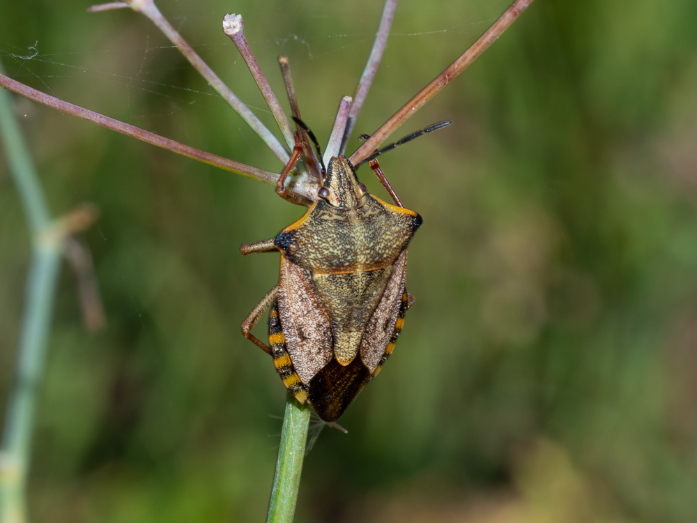 Carpocoris mediterraneus