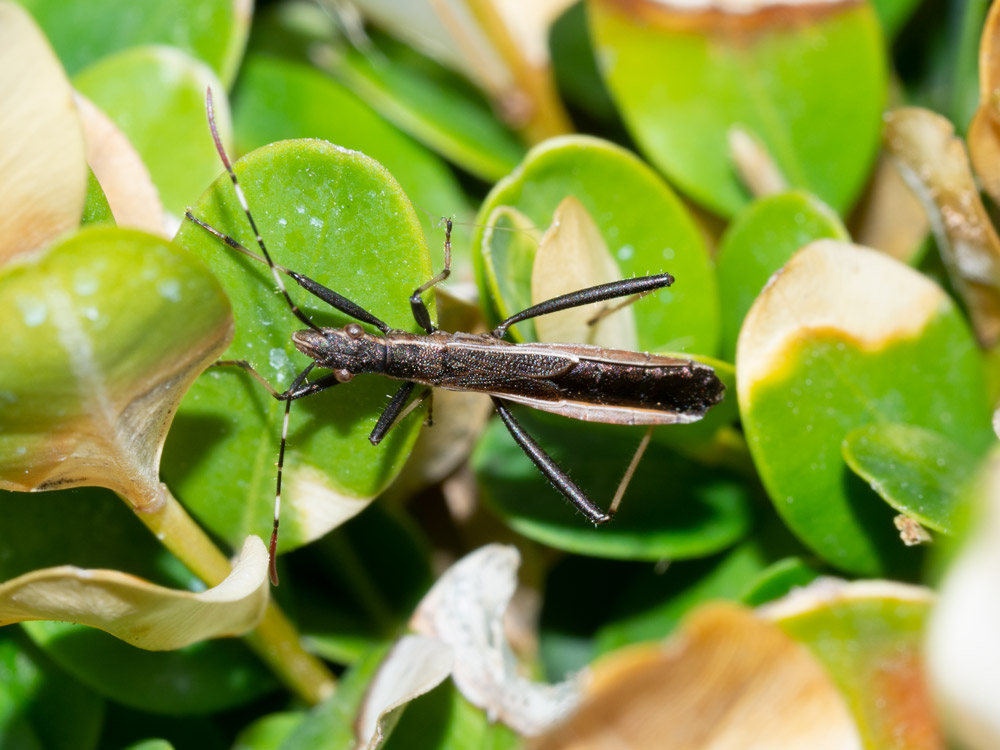 Alydidae: Micrelytra fossularum