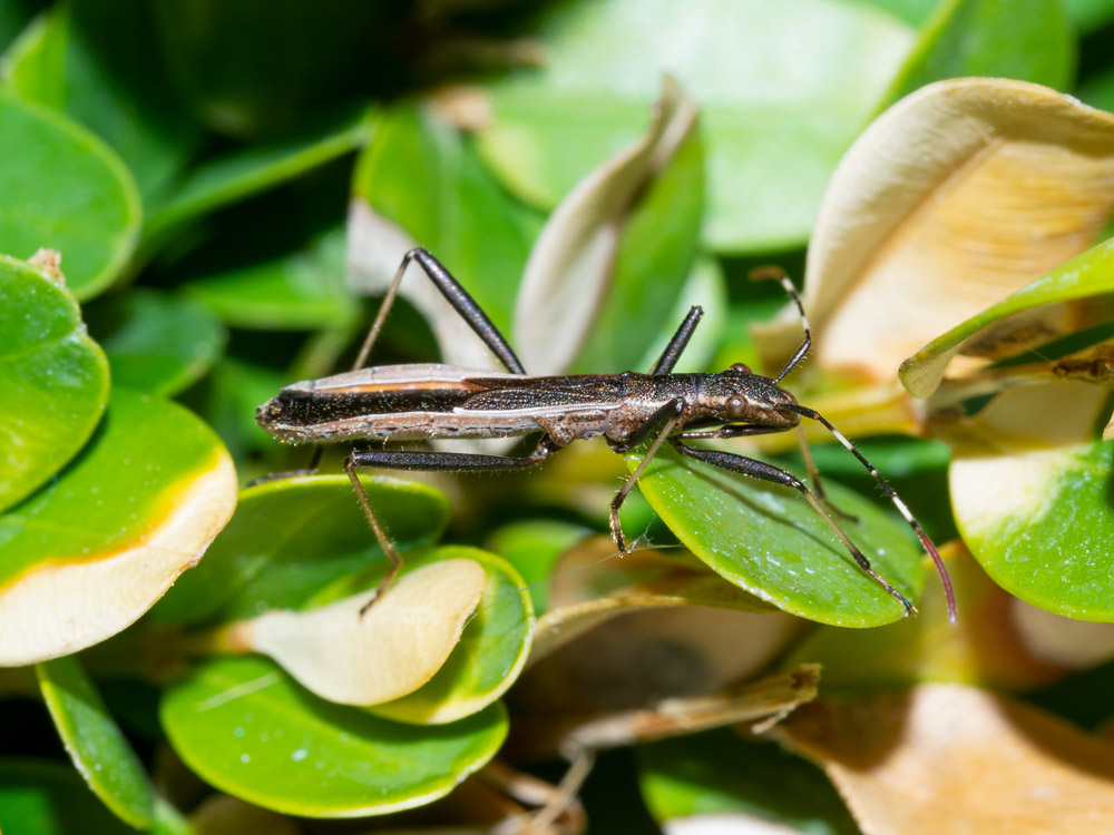 Alydidae: Micrelytra fossularum