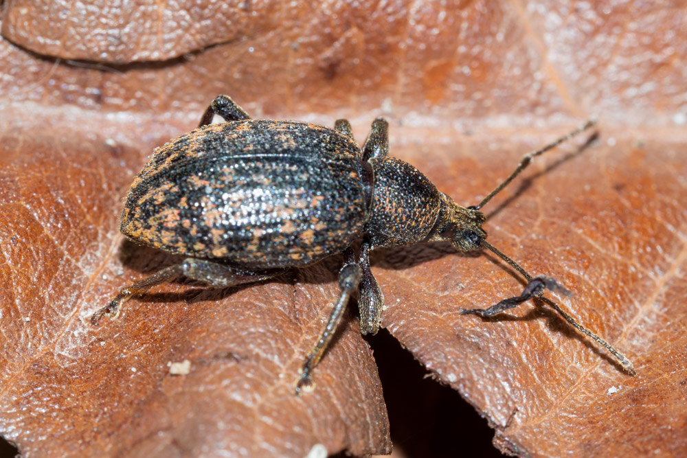 Curculionidae: Otiorhynchus (s.str.) aurifer