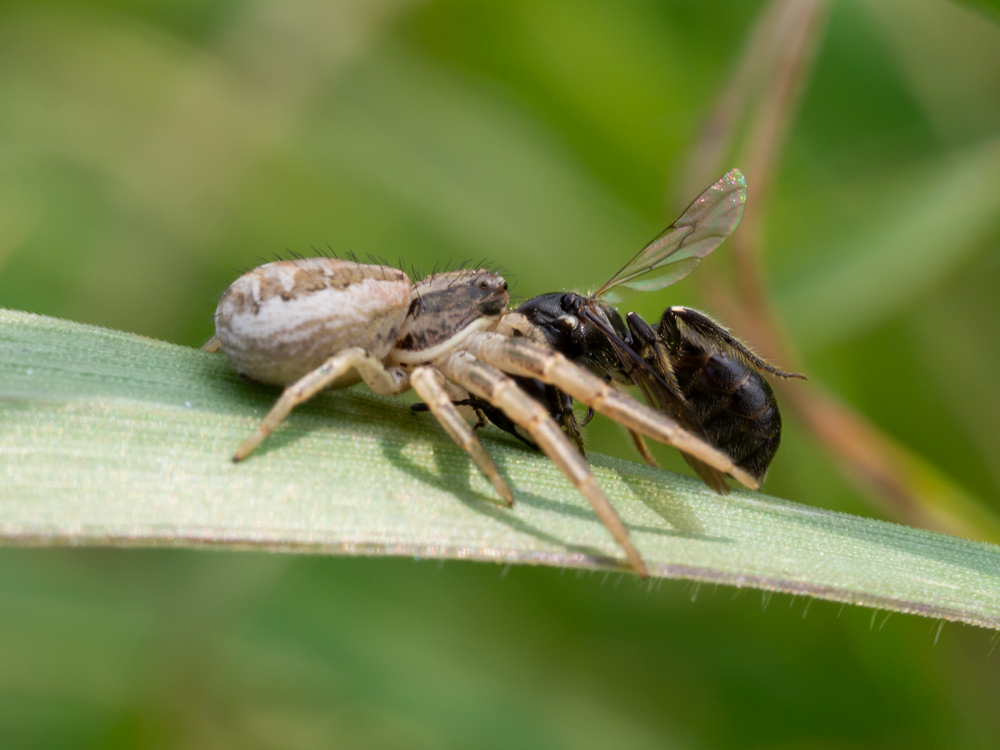 Xysticus cristatus ?....Xysticus sp. - prov. GR