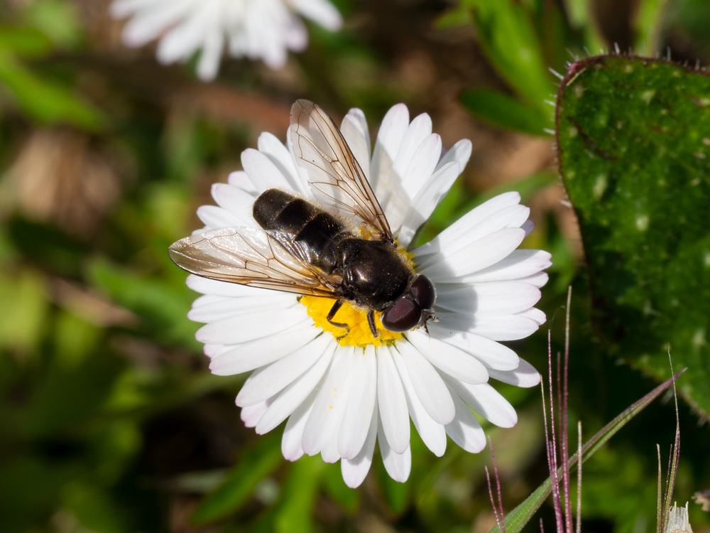 Syrphidae: cfr. Cheilosia sp.