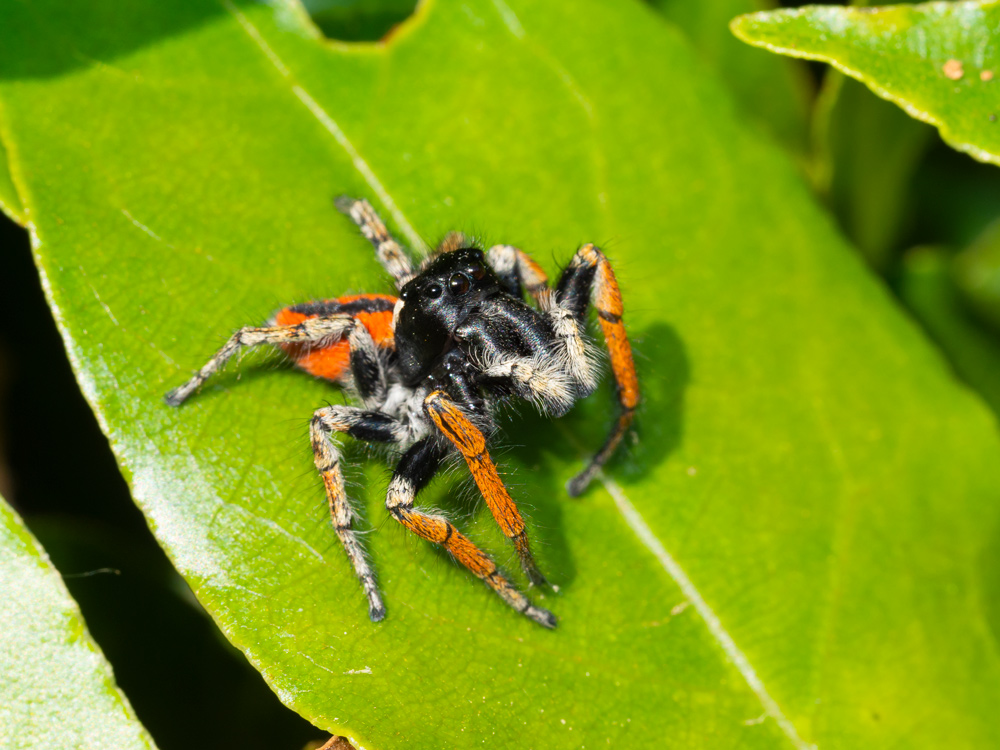 Philaeus chrysops maschio? S - Orbetello (GR)