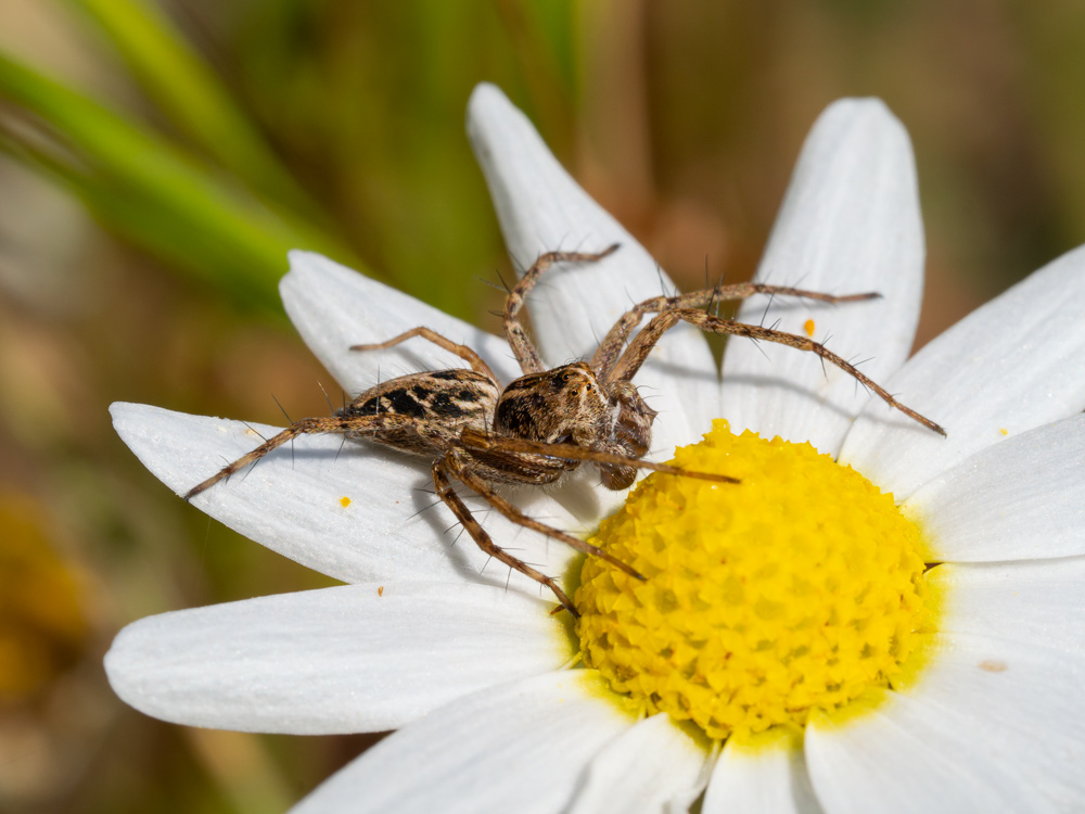 Oxyopes heterophthalmus, maschio - Orbetello (GR)