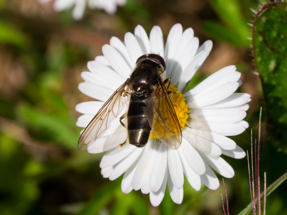 Syrphidae: cfr. Cheilosia sp.