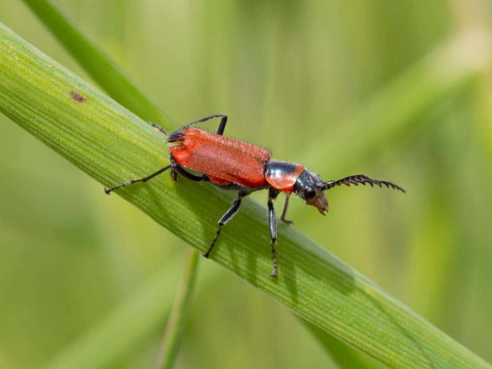 Malachiidae: Clanoptilus rufus, maschio