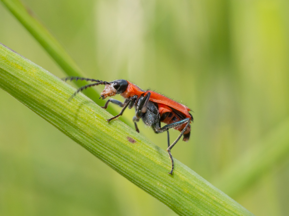 Malachiidae: Clanoptilus rufus, maschio