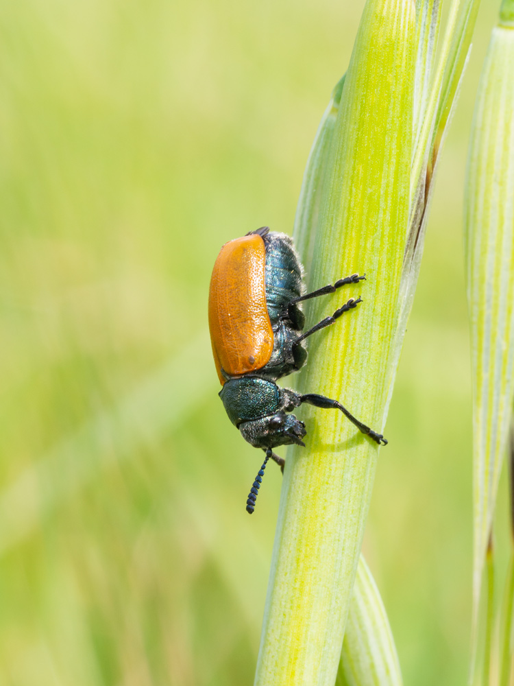 Chrysomelidae: femmina di Labidostomis sp.