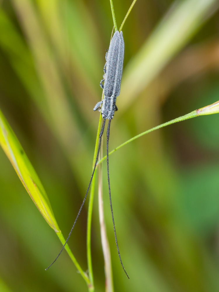 Cerambycidae: Calamobius filum