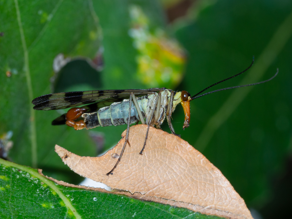 Panorpa communis? No, Panorpa gr. cognata