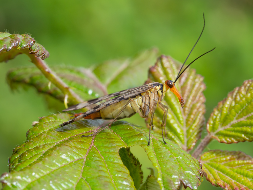 Panorpa communis? No, Panorpa gr. cognata