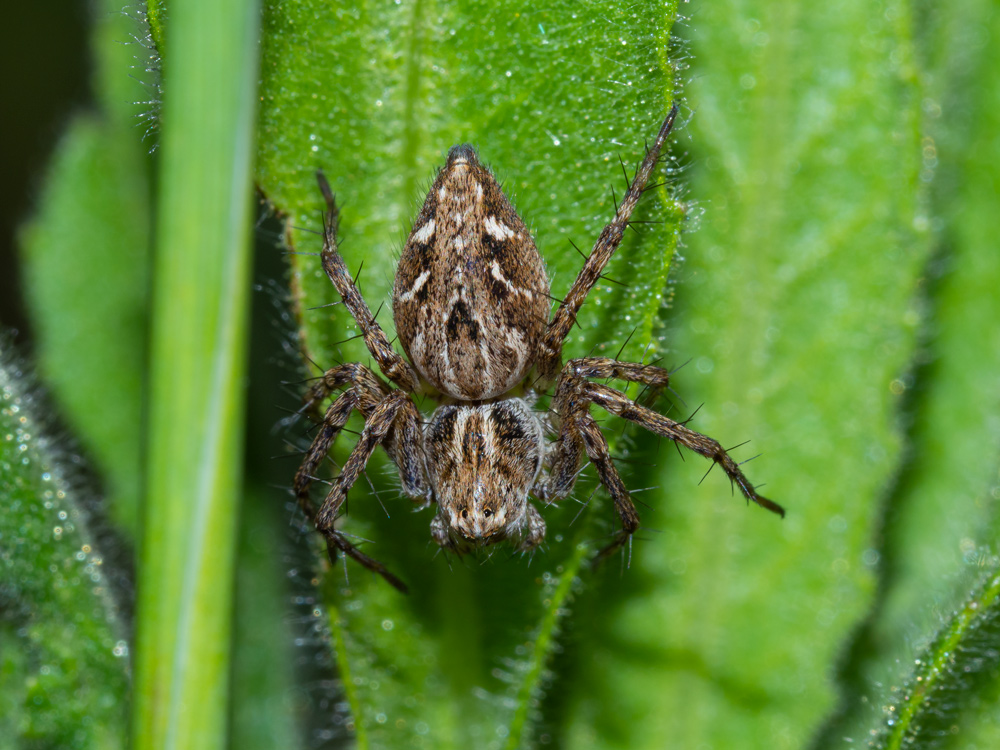Oxyopes sp? S, Oxyopes heterophthalmus, f & m - Orbetello (GR)