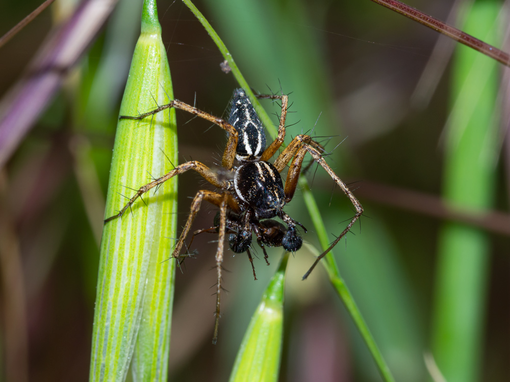 Oxyopes sp? S, Oxyopes heterophthalmus, f & m - Orbetello (GR)