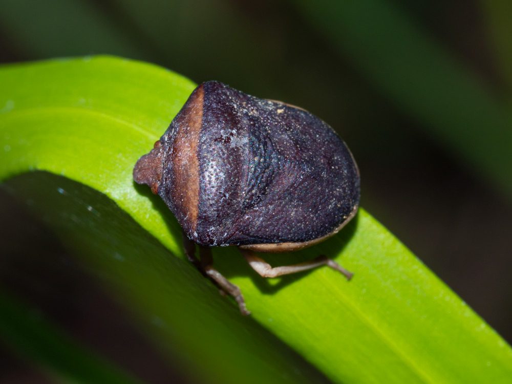 Ventocoris rusticus