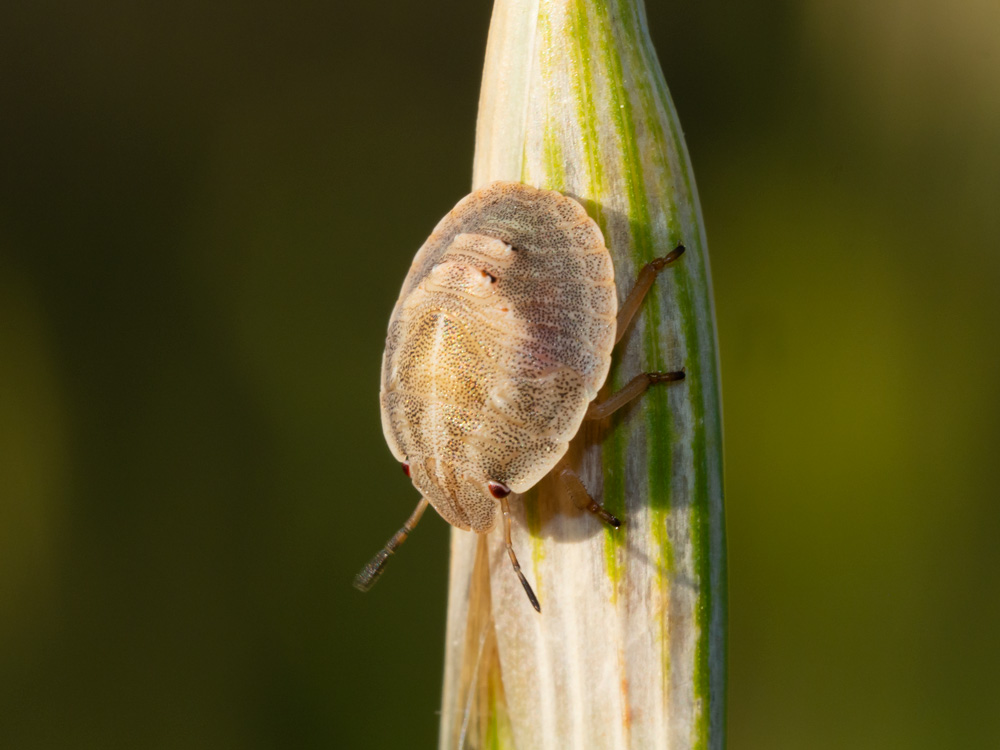 neanide Aelia rostrata ?  No, Scutelleridae: Eurygaster sp.