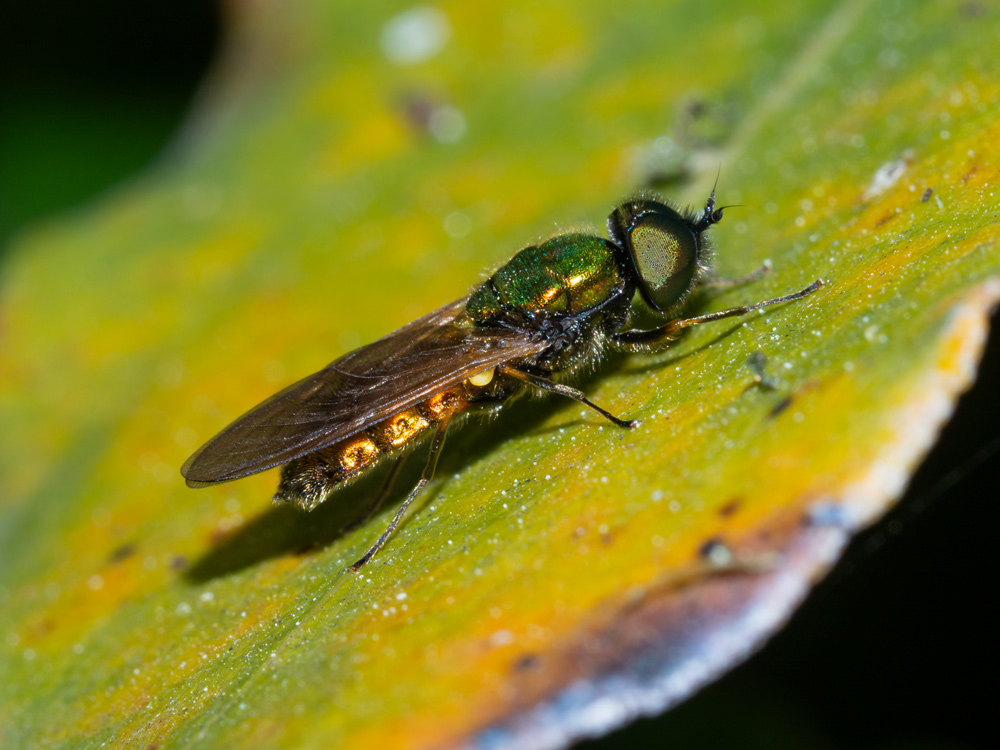 Stratiomyidae: Chloromyia formosa?  S, maschio