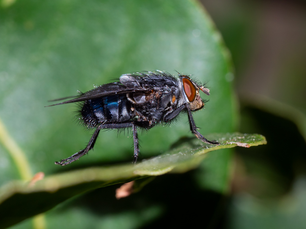 Calliphora vicina, maschio