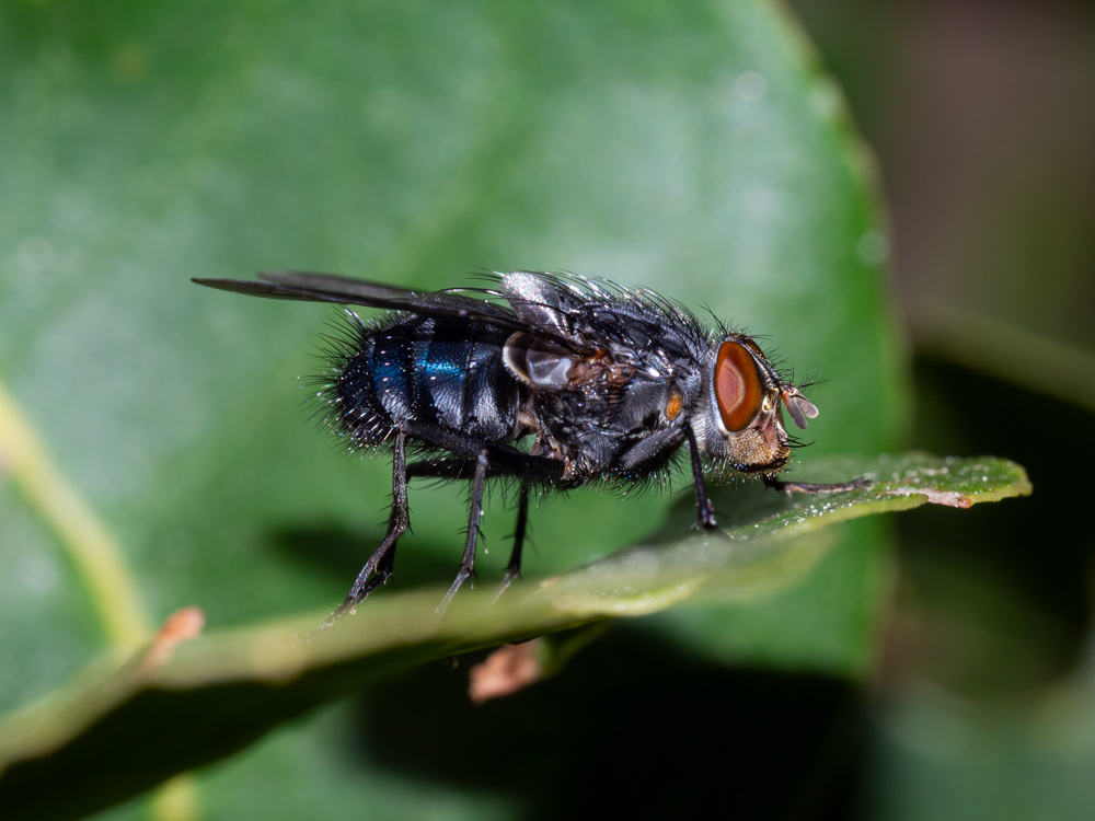 Calliphora vicina, maschio