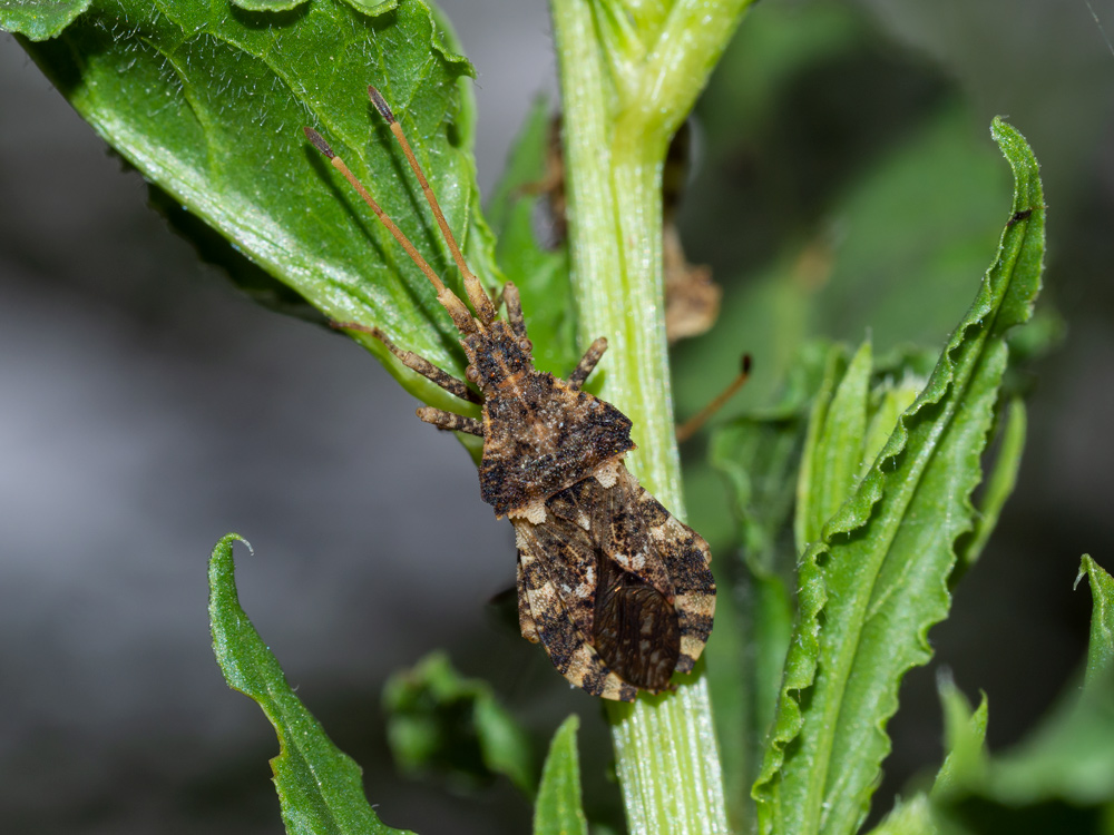 Coreidae: Centrocoris variegatus? S !