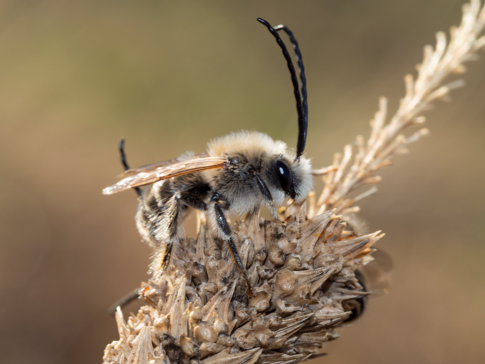 Eucera sp. (Apidae)