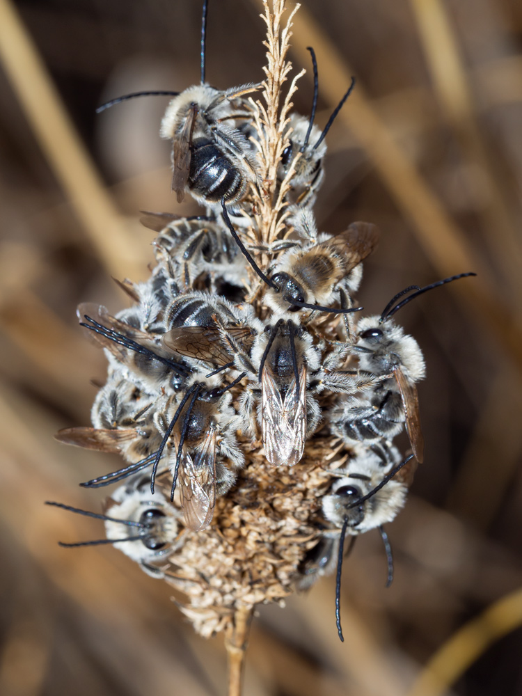Eucera sp. (Apidae)