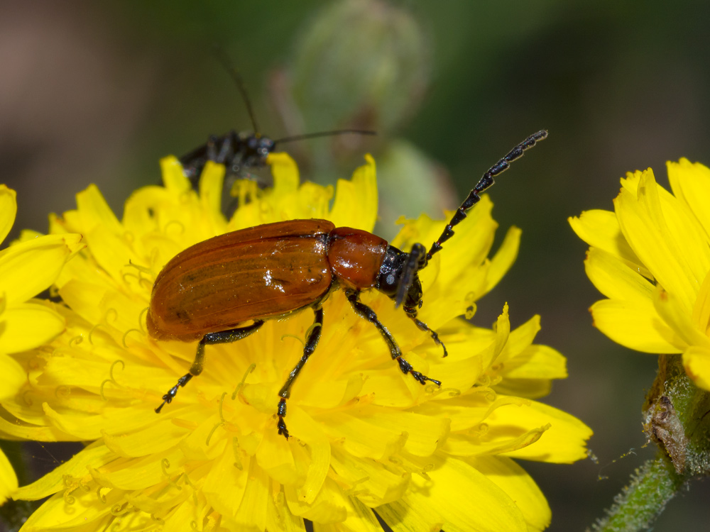 Chrysomelidae: Exosoma lusitanicum