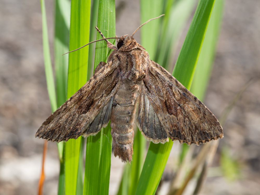 Noctuidae: Apamea sp. (A. syriaca o  A. sublustris)