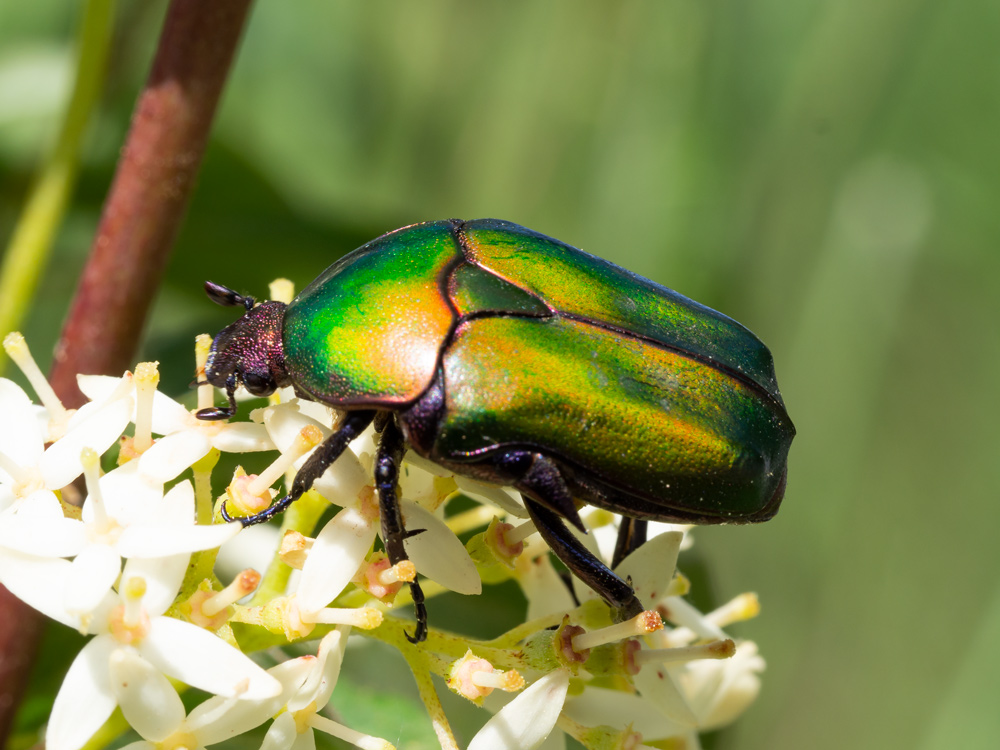 Cetoniidae: Cetonia aurata pisana? Netocia cuprea e Cetonia aurata pisana