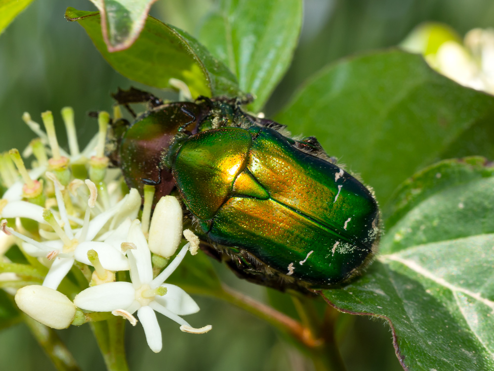 Cetoniidae: Cetonia aurata pisana? Netocia cuprea e Cetonia aurata pisana