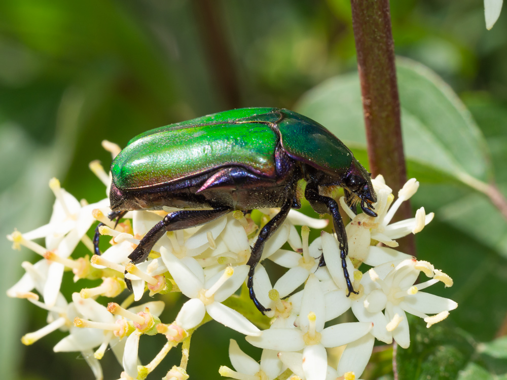 Cetoniidae: Cetonia aurata pisana? Netocia cuprea e Cetonia aurata pisana