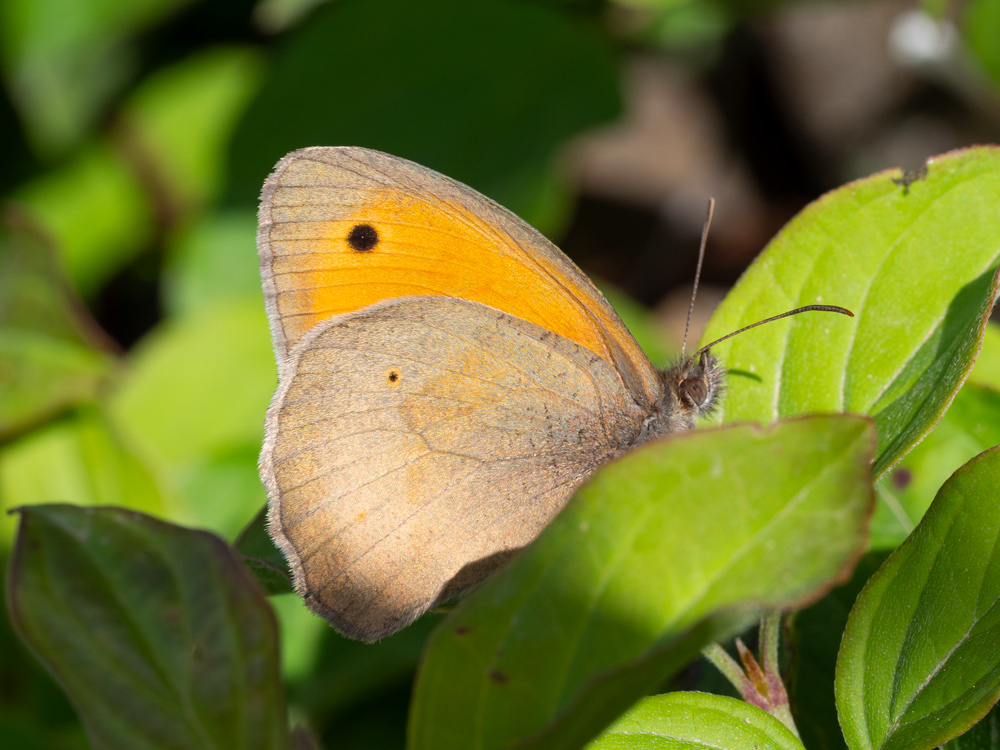 Aiuto identificazione: Maniola jurtina - Nymphalidae