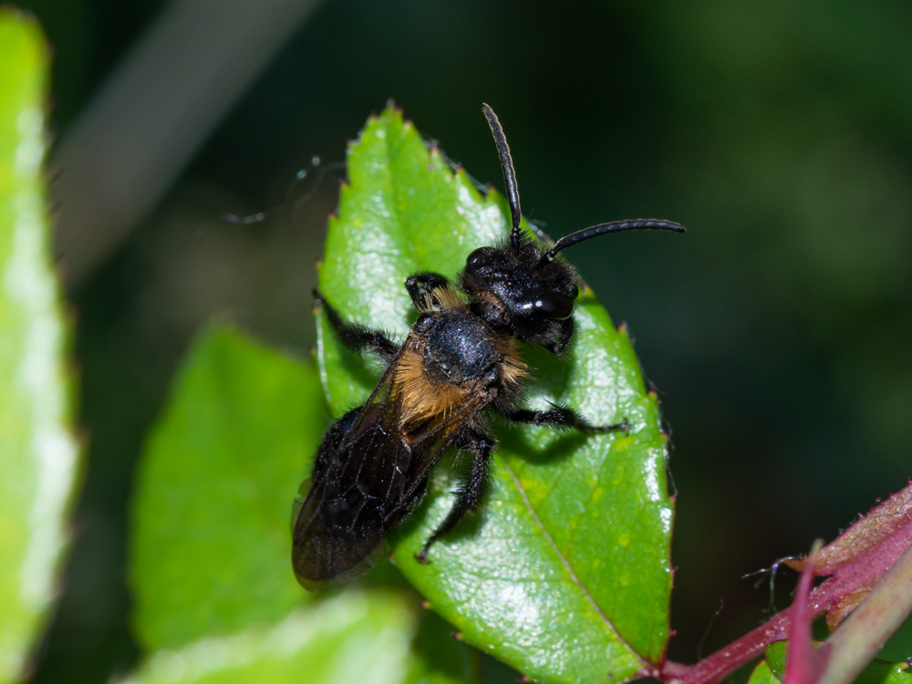 Apidae Andreninae:  Andrena cfr. thoracica, maschio