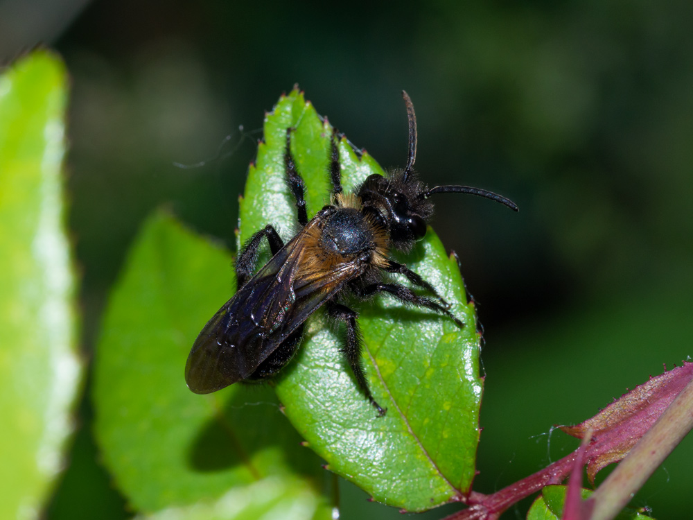Apidae Andreninae:  Andrena cfr. thoracica, maschio