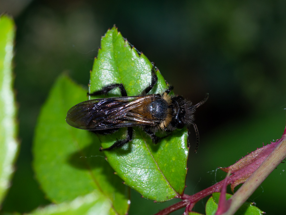 Apidae Andreninae:  Andrena cfr. thoracica, maschio