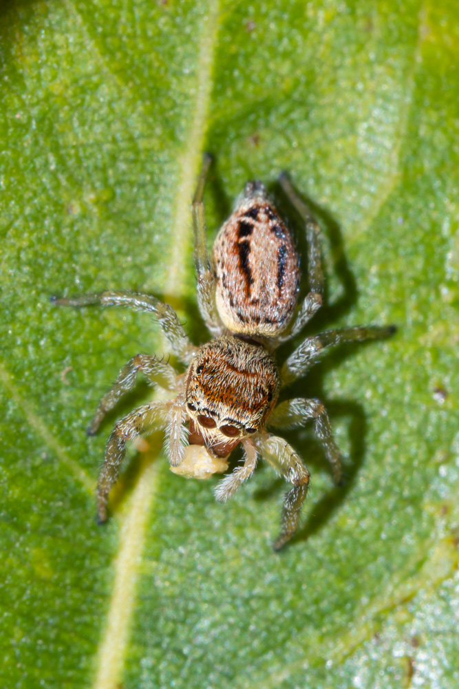 Salticidae: Icius sp. - Orbetello (GR)