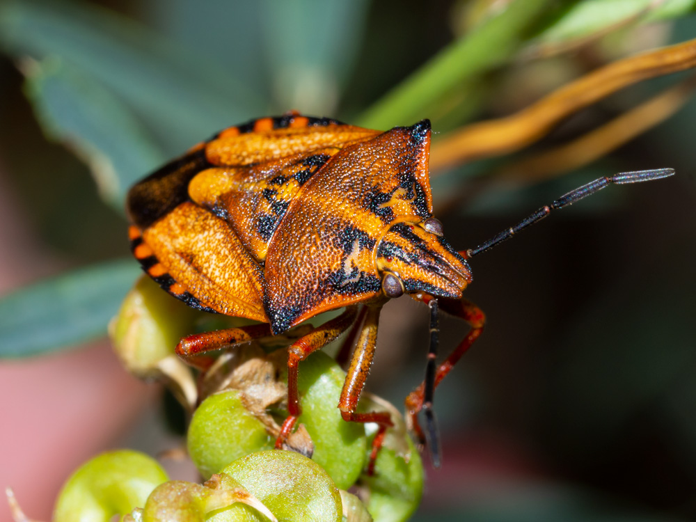 Pentatomida: Carpocoris mediterraneus?  S, Carpocoris mediterraneus atlanticus