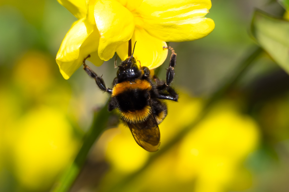 Bombus ruderatus?  S,  Bombus ruderatus ruderatus