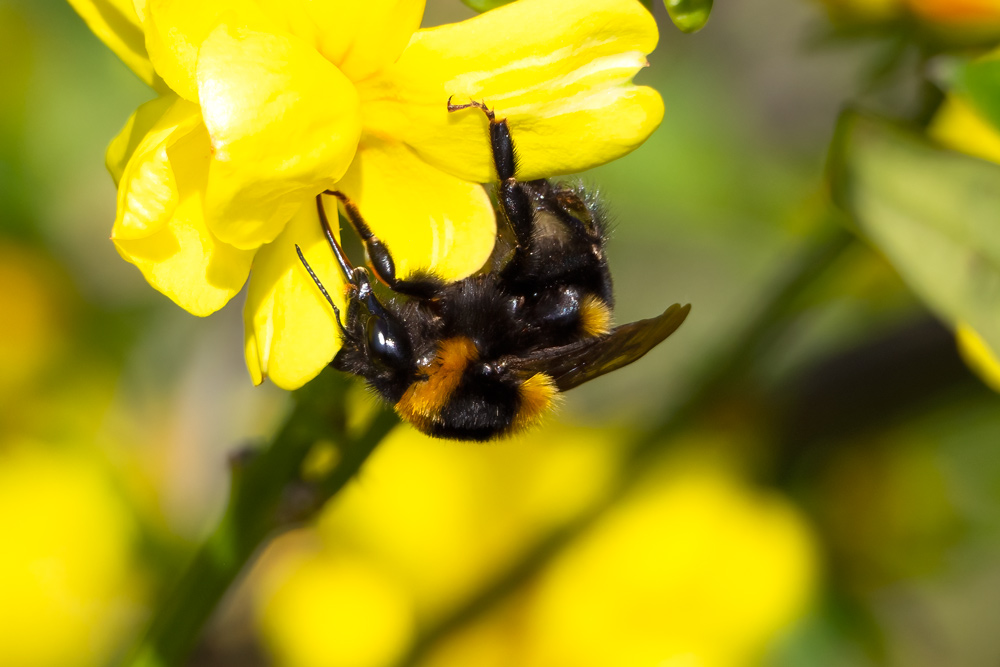 Bombus ruderatus?  S,  Bombus ruderatus ruderatus