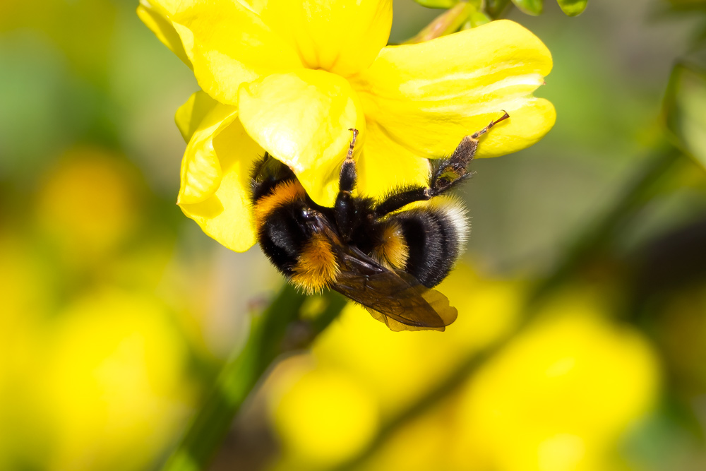 Bombus ruderatus?  S,  Bombus ruderatus ruderatus