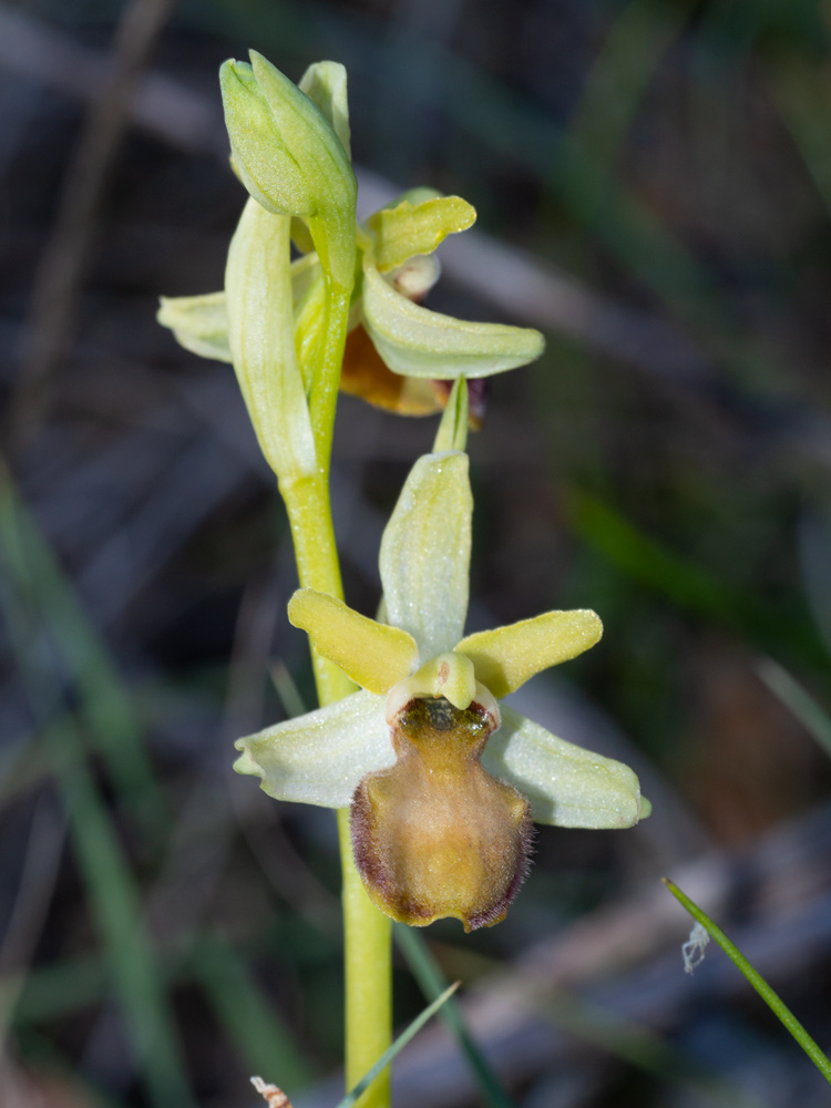 Ophrys sphegodes?