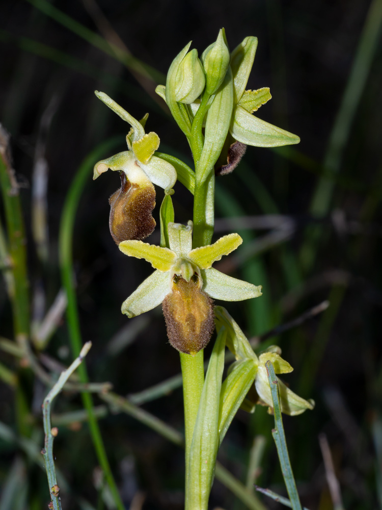 Ophrys sphegodes?