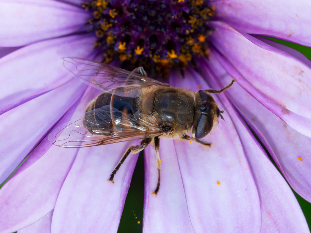 Syrphidae:  Eristalis tenax, femmina